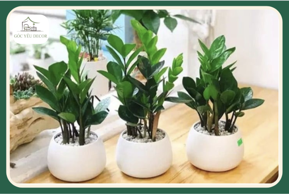 Lá cây kim tiền thảo hình tròn