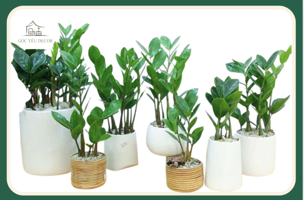 Đặc điểm cây kim tiền thảo rõ nét