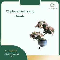 Chậu Hoa Cảnh Sang Chảnh