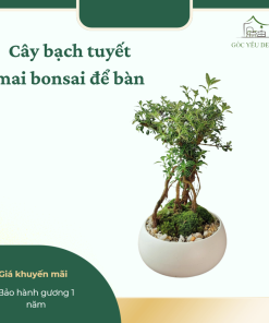 Cây bạch tuyết mai bonsai để bàn sang trọng.