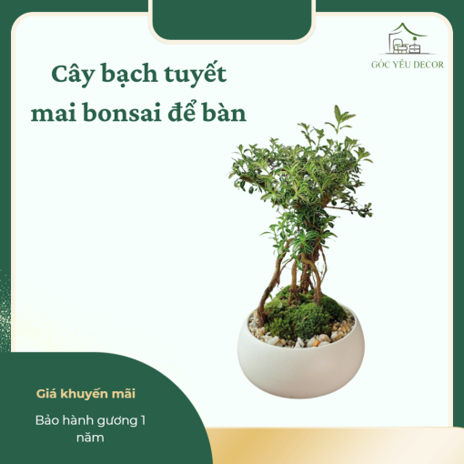 Cây bạch tuyết mai bonsai để bàn sang trọng.