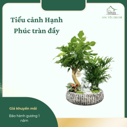 Cây tiểu cảnh để bàn