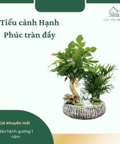 Cây tiểu cảnh để bàn