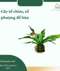 Cây Tổ Phương để bàn