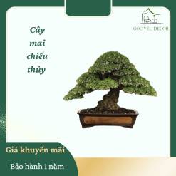 Cây Mai Chiếu Thủy dáng bonsai nhỏ gọn, hoa trắng tinh khiết nở rộ, đặt trong chậu sứ trắng men mờ. Không gian xung quanh là ban công gỗ hoặc sân vườn nhỏ, ánh sáng tự nhiên chan hòa, mang lại cảm giác an yên và thanh lọc.