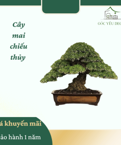 Cây Mai Chiếu Thủy dáng bonsai nhỏ gọn, hoa trắng tinh khiết nở rộ, đặt trong chậu sứ trắng men mờ. Không gian xung quanh là ban công gỗ hoặc sân vườn nhỏ, ánh sáng tự nhiên chan hòa, mang lại cảm giác an yên và thanh lọc.