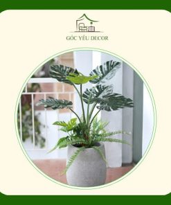 Cây Cảnh
