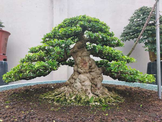 cây mai chiếu thủy bonsai