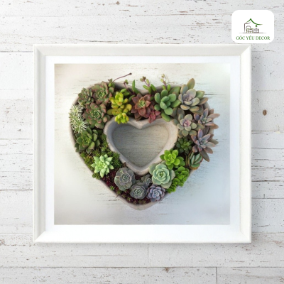 cây sen đá có ý nghĩa gì