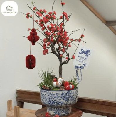 Cây mai đỏ trang trí Tết đặt trong chậu sứ họa tiết xanh trắng, treo lồng đèn đỏ truyền thống