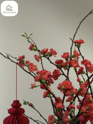 Cây mai đỏ nở hoa rực rỡ trên cành, treo lồng đèn đỏ trang trí Tết